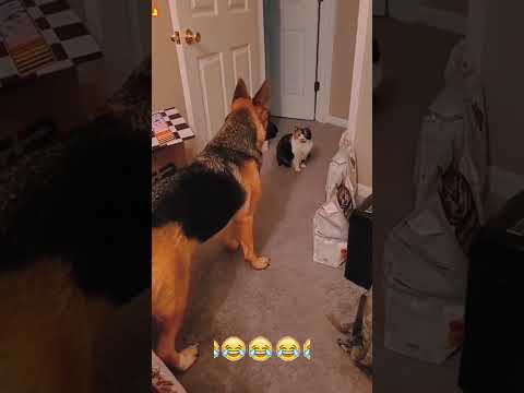 funnydogs#cute#doglover#doglife#cure#dogshorts#pet#doglife#dogshorts