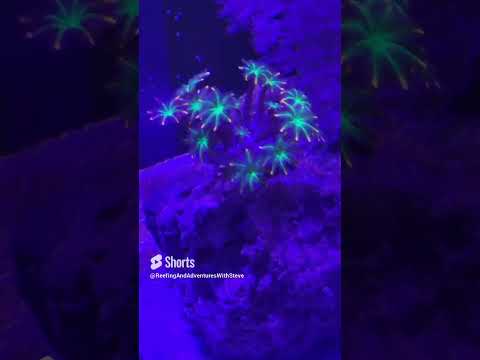 I Bet You Won't Watch This 🪸 #reefing #coral #c On this channel you will get to watch my scuba and snorkel adventures in South Florida and the Flori