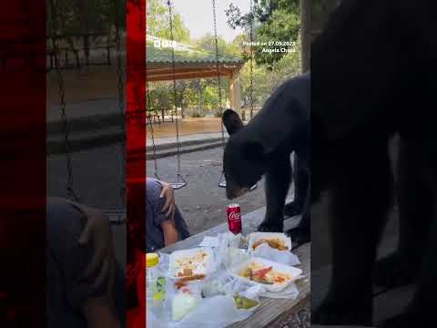 A black bear crashed a picnic in Mexico, eating visitors' enchiladas and tacos #BBCNews