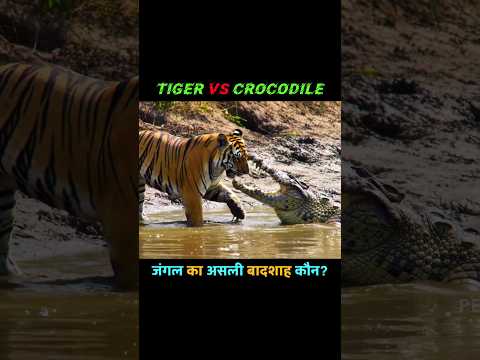 Tiger Vs Crocodile 🐊 #shorts #shortsfeed #crocodile