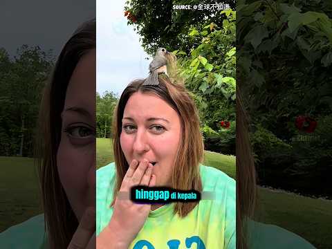 Burung Merpati Ini Gunakan Rambut Manusia untuk Membuat Sarang?! 😳🕊️ shorts #SainsMenarik #burung