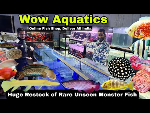 Huge stock of Rare Unseen Monster Fish | All over  Wow  aquatics 
no 18 10th cross, Magadi Main Rd, Manjunath Nagar, Bengaluru, Karnataka 560023

+91 9