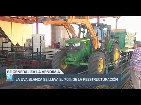 El Campo | La uva blanca se lleva el 70 % de la reestructuración | 13/09/24