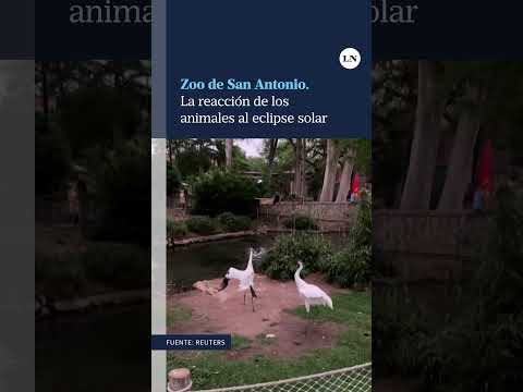 Así reaccionaron los animales del zoológico de San Antonio ante el eclipse solar