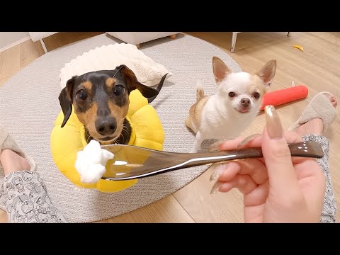 正月なので犬に餅を作ってみました！