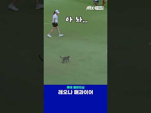 누구도 날 건들지 못한다냥! 