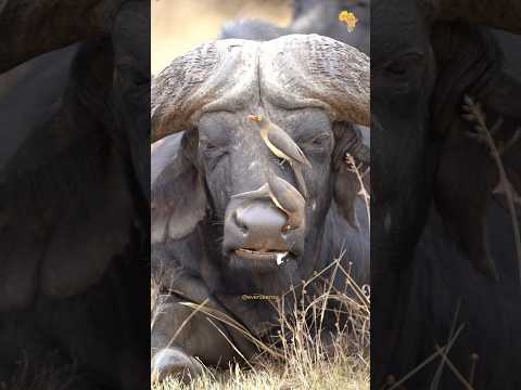 Buffalo and oxpecker 🐃🐦‍⬛ #africa #buffalo #oxpecker
