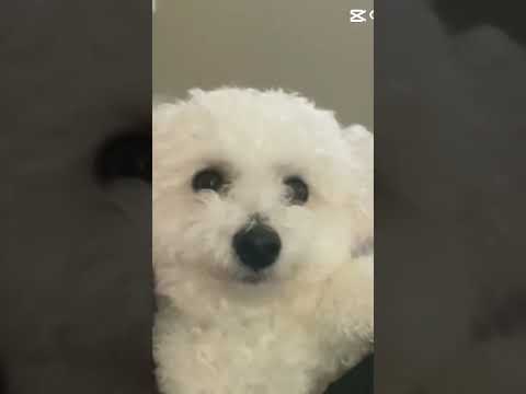 COCO 🥥 #dog #cute #bishonfrise