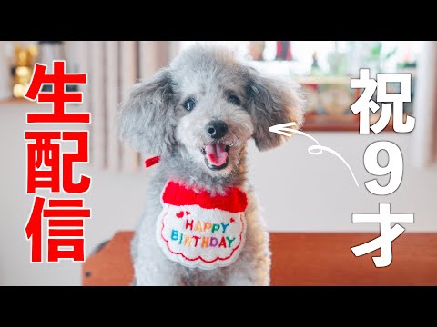 【祝9才生配信】愛犬グリィの誕生日を祝う
