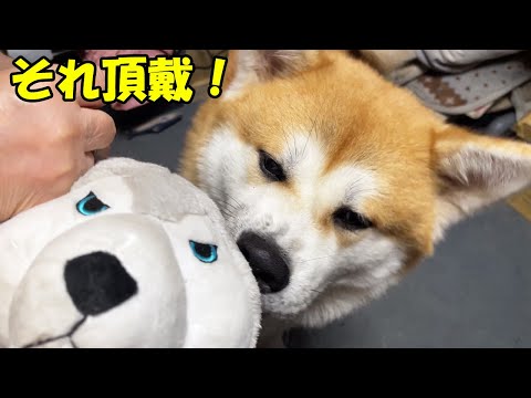 早く頂戴！ぬいぐるみ遊び大好き・秋田犬そら・シェパードマック犬