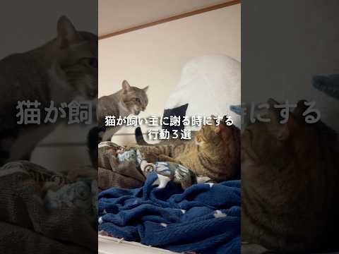 猫が謝るときに見せる3つの行動とその特徴 サムネイル