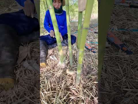 ทำหน่อนอกฤดูได้กินได้ขายหน้า