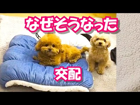 交配中に信じられない行動に出た犬