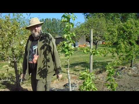 Perry pear grafting, after care of developing trees