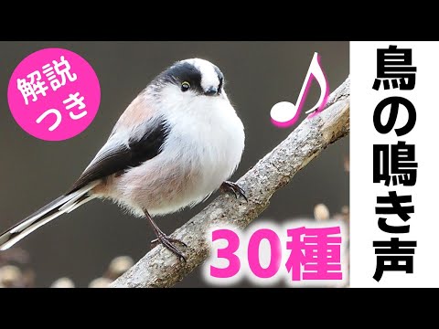 冬に聞く！鳥の鳴き声30種【解説】