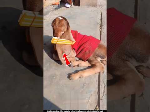 ছাগলের কানে কেন লাঠি বেঁধে দেয় | Goat farm