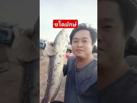 ชโดยักษ์