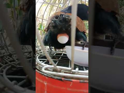 Bìm bịp  🦅đẻ trứng 🥚