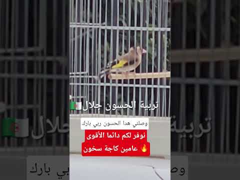 مقنين عامين كاجة ربي بارك سخون بصحتك خونا