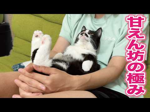 甘え方が完全に人間の子供な猫がかわいい