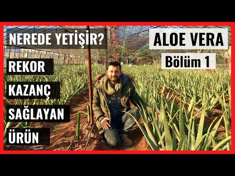 Aloe Vera Nerede Yetişir? | Aloe Vera Fidanı Ne Zaman Ekilir, Aloe Vera Üretimi