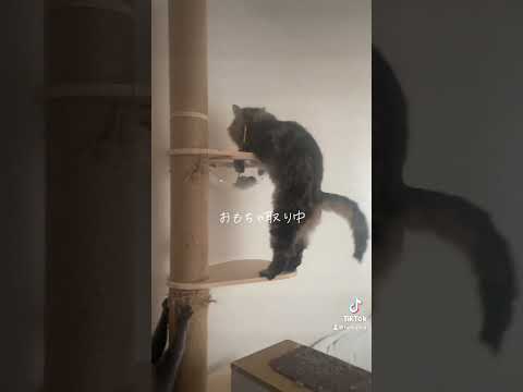 猫おもちゃ取り中。Cat on a Mission: Toy Catching in Action! #shorts s