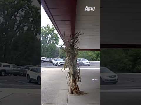 Guess it's a two coffee morning π© #afv #fail #funny #shorts