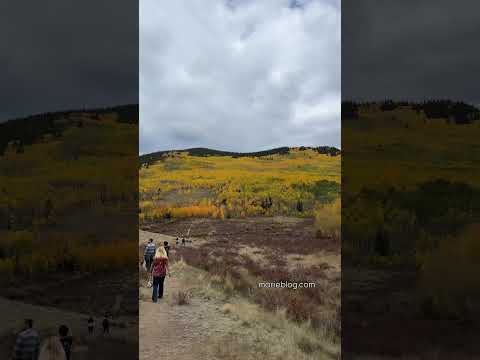 Colorado fall colors! Kenosha pass! #colorado #kenosha #leatpeeping