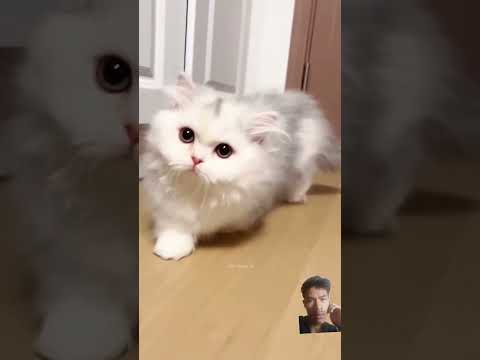 anak kucing lucu #cat #catlover #kucing #kitten #cute