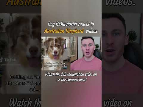 Dog trainer reacts to Australian Shepherd dog TikToks part 1. #shorts #australianshepherd #dogvideo