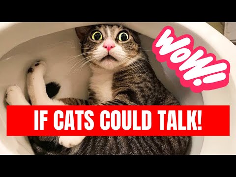 If Cats Could Talk 😹 - Funniest Cats 😂 - Fun What could be better than talking cats?