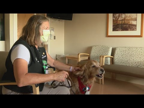 Mercy Hospital brings back therapy dogs after a hiatus during the pandemic
