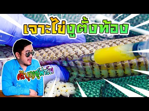 เทคนิคเพาะงู--ปัญหาไข่ค้าง-เบ่ เทคนิคเพาะงู--ปัญหาไข่ค้าง-เบ่