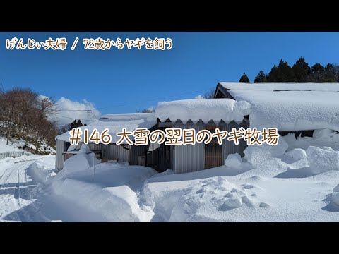 【79歳ヤギ飼い#9】おっかぁの誕生日そして大雪の翌日の吉がけ牧場「72歳からの楽しいシニアライフ#146」