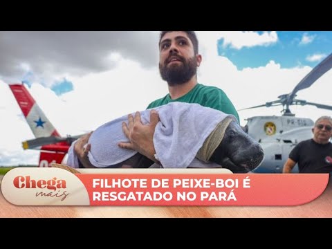 Filhote de peixe-boi sem uma das nadadeiras é resgatado no Pará | Chega Mais (13/03/24)