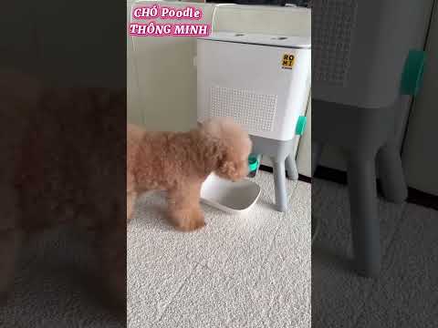 Chó Poodle-máy này là hết ý