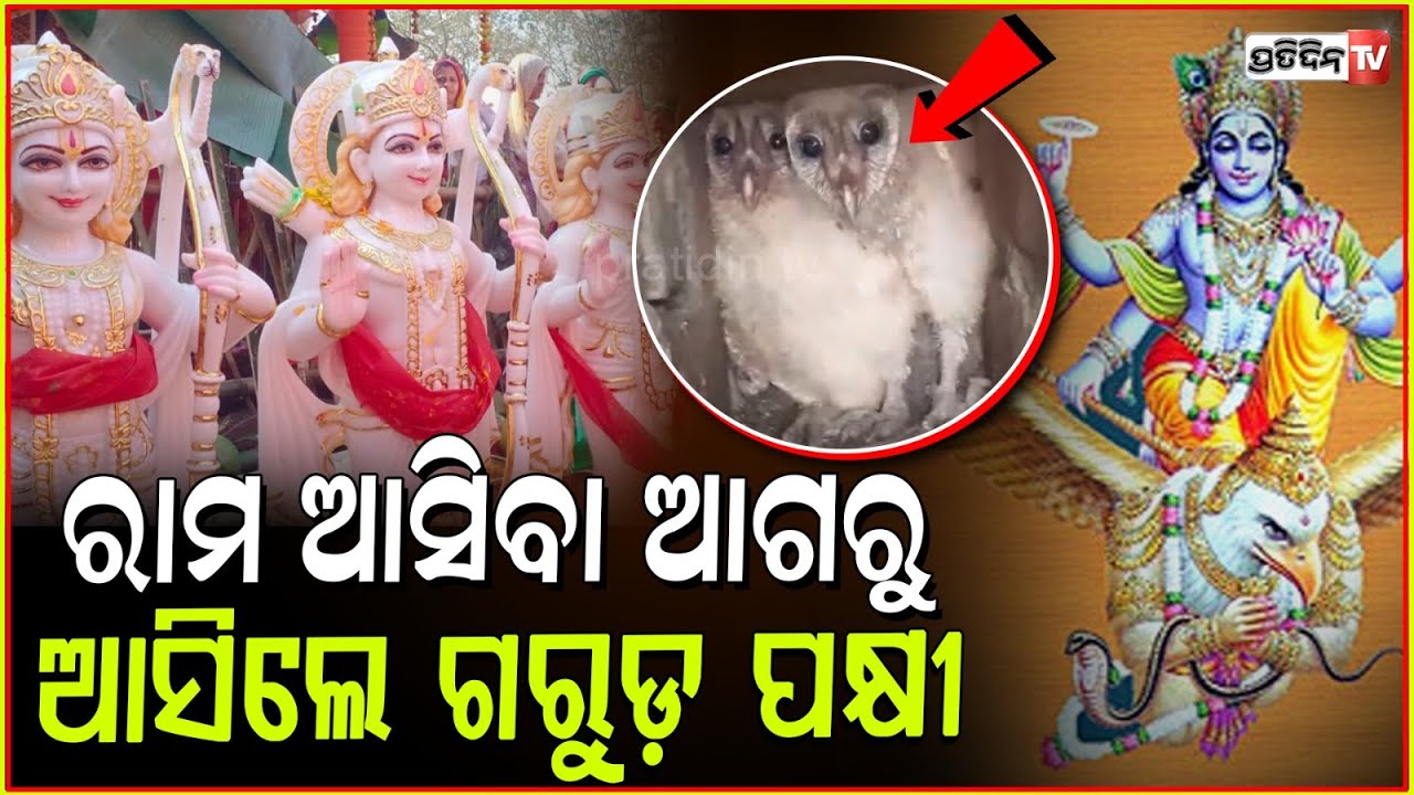 ମନ୍ଦିର କୋରଡରେ ଗରୁଡ଼, ରାମ ଆସିବା ଆଗରୁ ଆସିଲେ ପକ୍ଷୀରାଜ। Garuda bird rescued from Banki village, Cuttack.