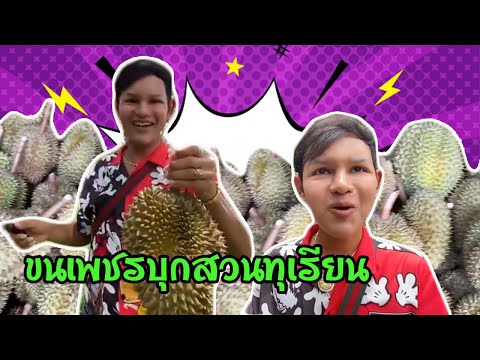 ขนเพชรบุกสวนทุเรียนฮามาก