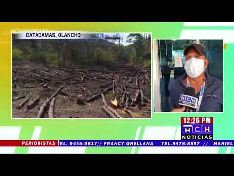 ¡Crimen Patrimonial! Denuncian masiva deforestación en “Ciudad Blanca”, Catacamas