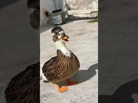 #quack quack 😛🤣🤣😂