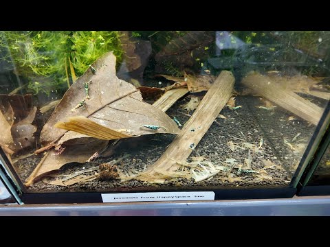 Boa Cull Tank Tidy Up - Tank 14 📘 Neocaridina for Dummies
https_//payhip.com/b/WgSpi

📘 Caridina for Dummies
https_//payhip.co