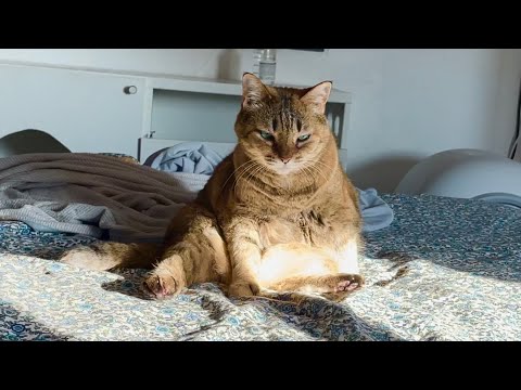 たぬき猫