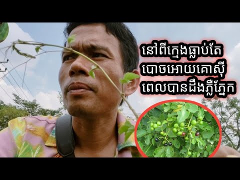 នៅពីក្មេងធ្លាប់តែបោចអោយគោសុីពេលបានដឹងភ្លឺភ្នែក