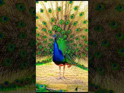 Beautiful peacock open the feathers🦚#wildlife #birds #animals #nature#wildlife #shorts
