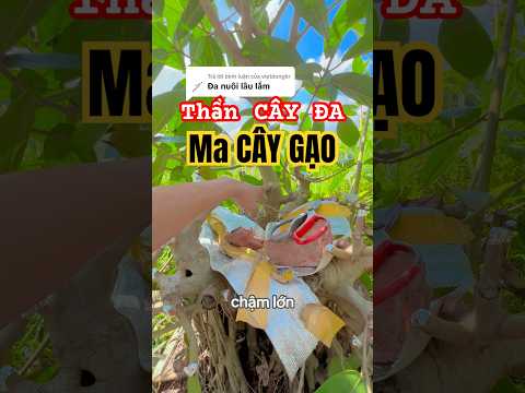 Cây đa nuôi chậm lớn #tuanbonsai