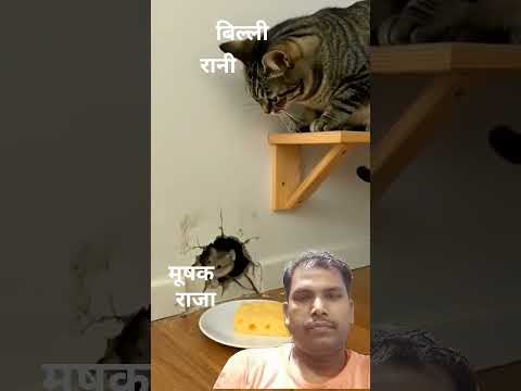 #cat #cute #funny #वीडियो