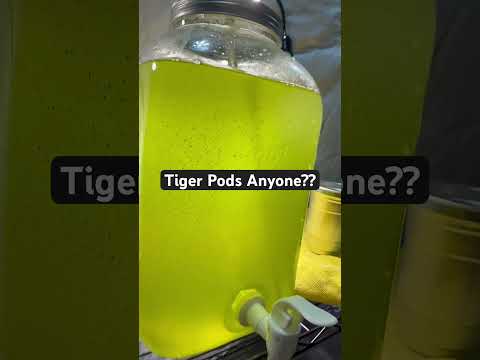 Tiger pods going crazy!! #aquarium #reeftank #reef 