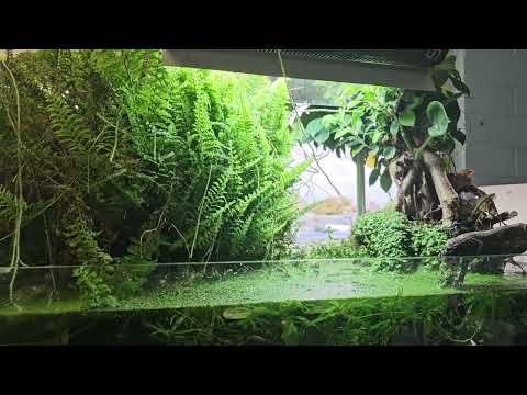 Swamp Habitat Aquarium (Pet Zone, San Diego) 
