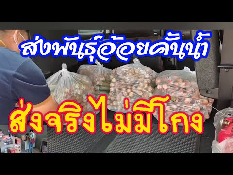 พันธุ์อ้อยคั้นจากไร่ธนธรณ์.ส่ง พันธุ์อ้อยคั้นจากไร่ธนธรณ์.ส่ง