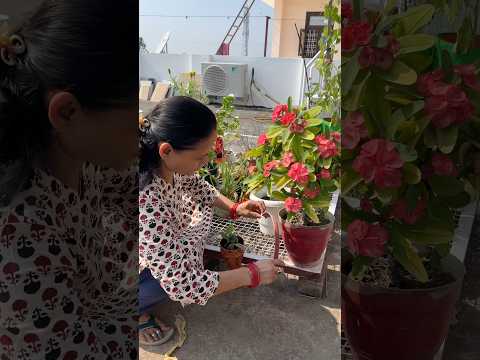 Plant repotting, btao ye konsa plant h 🪴 #gardenplants #plantlover #plants #gardenideas #gardening